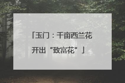 玉门：千亩西兰花开出“致富花”