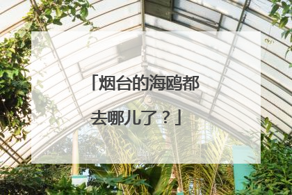 烟台的海鸥都去哪儿了？