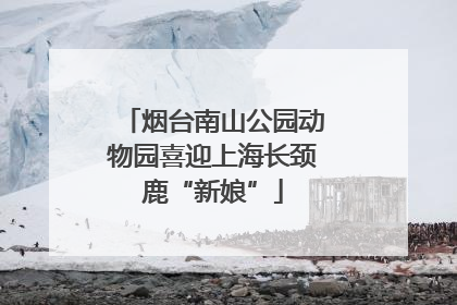 烟台南山公园动物园喜迎上海长颈鹿“新娘”