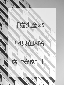 猫头鹰×5！4只在闲置房“安家”