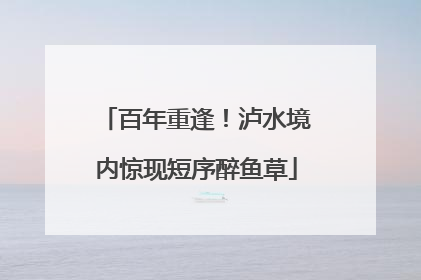 百年重逢！泸水境内惊现短序醉鱼草