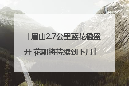 眉山2.7公里蓝花楹盛开 花期将持续到下月