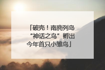 破壳！南麂列岛“神话之鸟”孵出今年首只小雏鸟