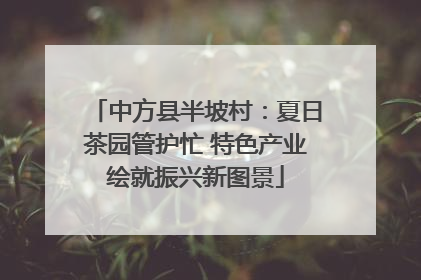 中方县半坡村：夏日茶园管护忙 特色产业绘就振兴新图景
