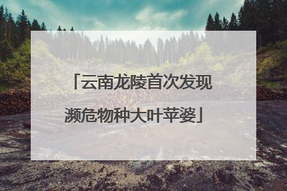 云南龙陵首次发现濒危物种大叶苹婆