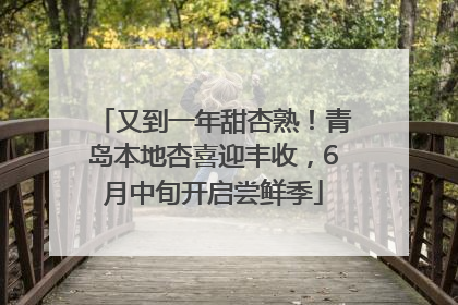 又到一年甜杏熟！青岛本地杏喜迎丰收，6月中旬开启尝鲜季