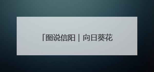 图说信阳｜向日葵花绽放 乡村旅游火热