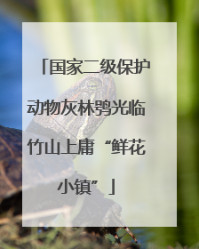 国家二级保护动物灰林鸮光临竹山上庸“鲜花小镇”