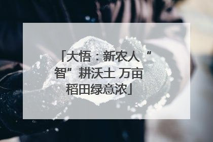 大悟：新农人“智”耕沃土 万亩稻田绿意浓