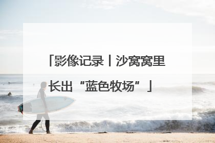 影像记录丨沙窝窝里长出“蓝色牧场”