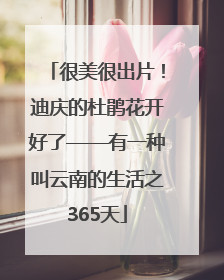 很美很出片！迪庆的杜鹃花开好了——有一种叫云南的生活之365天