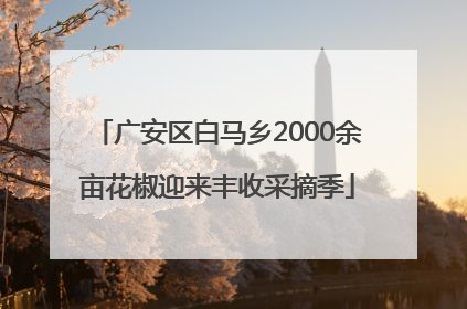 广安区白马乡2000余亩花椒迎来丰收采摘季