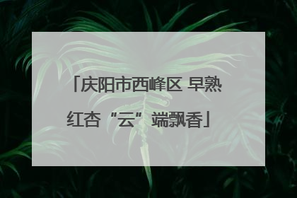 庆阳市西峰区 早熟红杏“云”端飘香