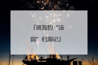 斑海豹“汤圆”归海记
