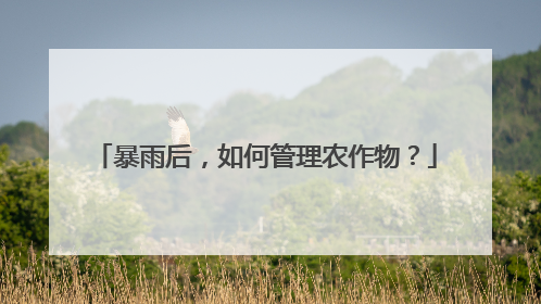 暴雨后，如何管理农作物？
