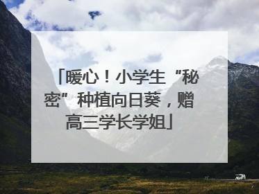 暖心！小学生“秘密”种植向日葵，赠高三学长学姐