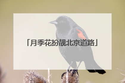 月季花扮靓北京道路