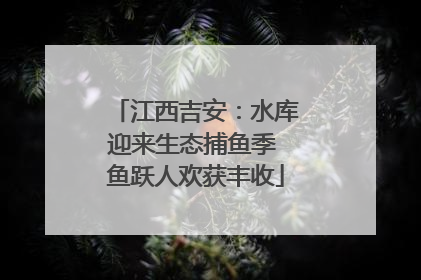 江西吉安：水库迎来生态捕鱼季 鱼跃人欢获丰收