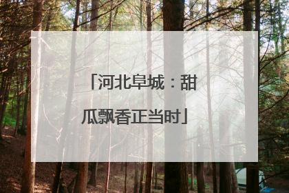 河北阜城：甜瓜飘香正当时