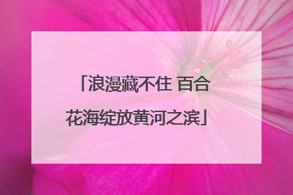 浪漫藏不住 百合花海绽放黄河之滨