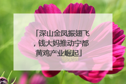 深山金凤振翅飞，钱大妈推动宁都黄鸡产业崛起