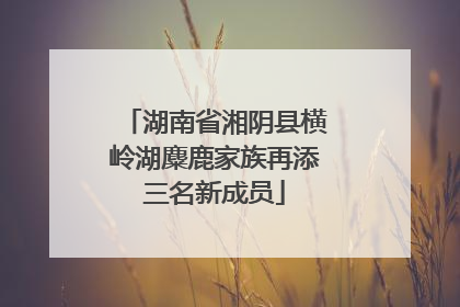 湖南省湘阴县横岭湖麋鹿家族再添三名新成员