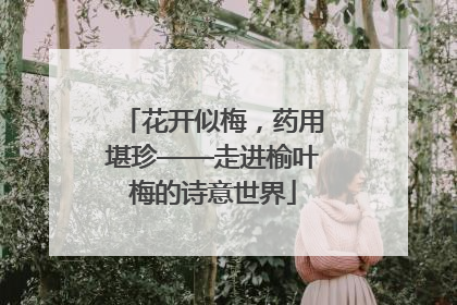 花开似梅，药用堪珍——走进榆叶梅的诗意世界