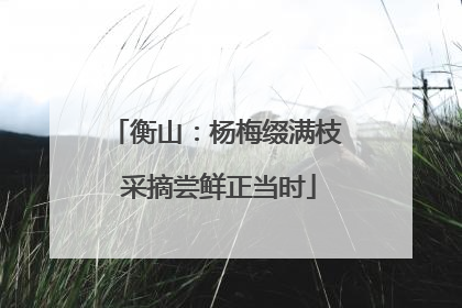 衡山：杨梅缀满枝 采摘尝鲜正当时
