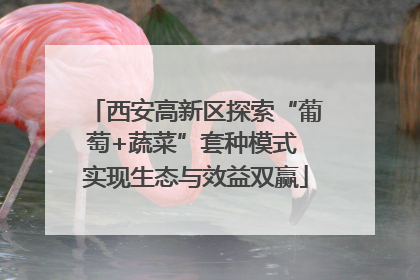 西安高新区探索“葡萄+蔬菜”套种模式 实现生态与效益双赢