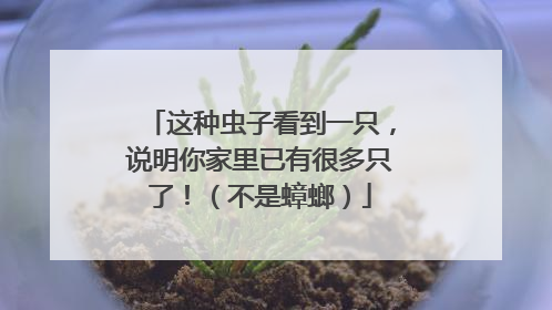 这种虫子看到一只，说明你家里已有很多只了！（不是蟑螂）