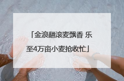 金浪翻滚麦飘香 乐至4万亩小麦抢收忙