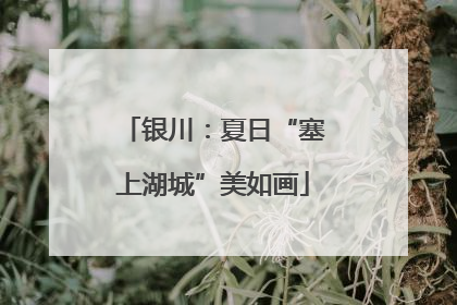 银川：夏日“塞上湖城”美如画
