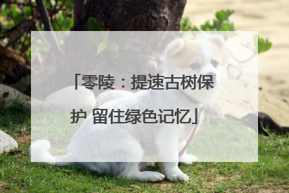 零陵：提速古树保护 留住绿色记忆