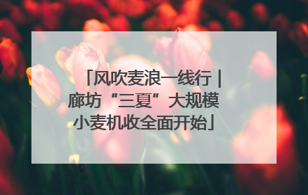 风吹麦浪一线行｜廊坊“三夏”大规模小麦机收全面开始